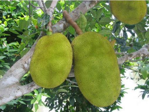 这6种进口水果,卖得一个比一个贵,普通人都快吃不起了!