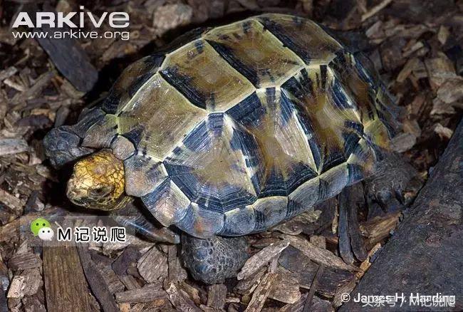 凹甲陆龟的优缺点,凹甲陆龟可以养吗