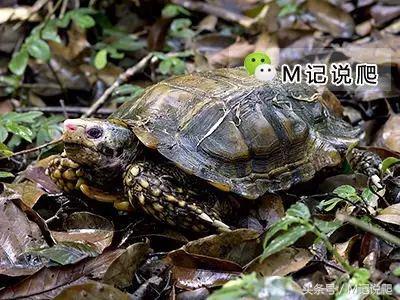 凹甲陆龟的优缺点,凹甲陆龟可以养吗