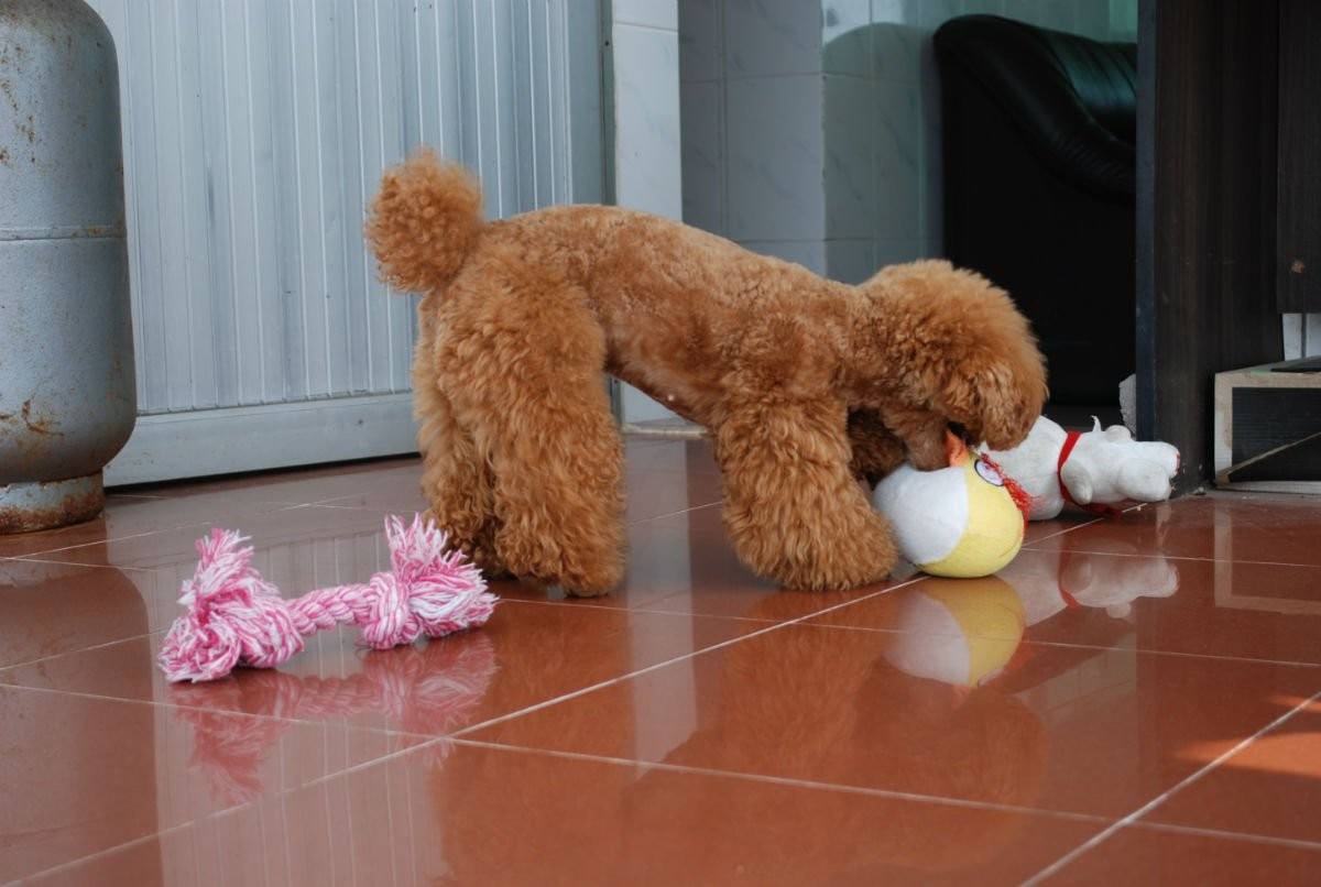 在家搞破坏的狗狗,对付狗狗拆家的绝招