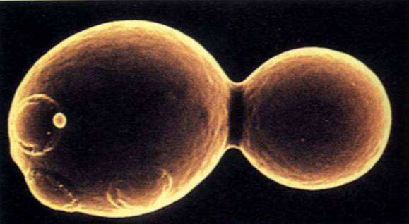 美女酿酒秘方,美女酿酒师精酿啤酒