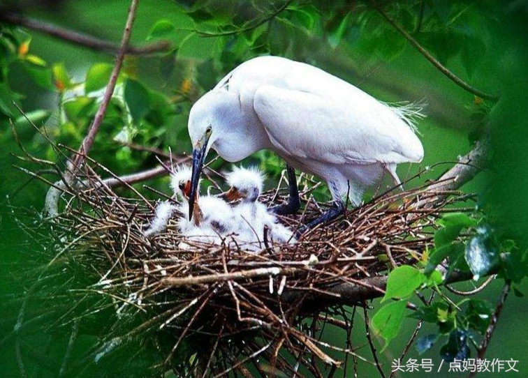 看图写话风筝把鸟窝挂下来了,鸟窝二年级看图写话