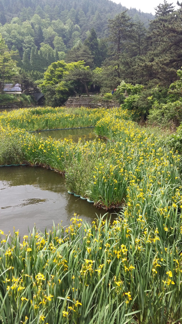 庐山一座千古文化名山,庐山最美丽的景色是哪里