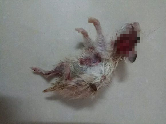 仓鼠在笼子里离奇失踪怎么办,仓鼠被咬死罪魁祸首