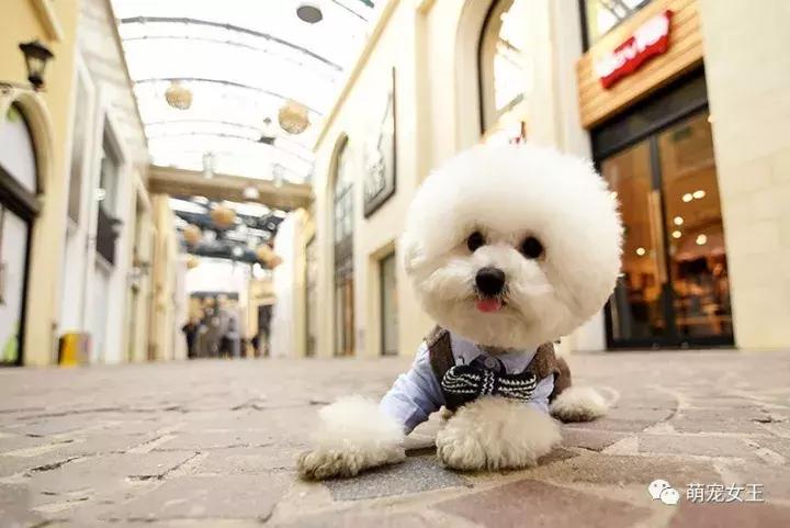 赵丽颖养的宠物,赵丽颖的狗是什么品种