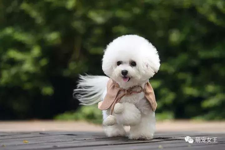 赵丽颖养的宠物,赵丽颖的狗是什么品种