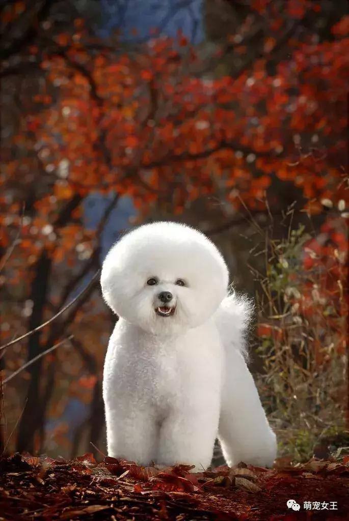 赵丽颖养的宠物,赵丽颖的狗是什么品种