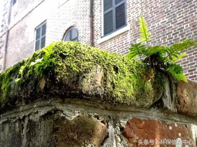 苔藓可以检测污染原因,苔藓植物是如何监测大气污染的