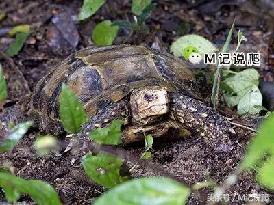 凹甲陆龟的优缺点,凹甲陆龟可以养吗