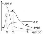 高中生物：高考中的明星生物──酵母菌