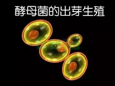 高中生物：高考中的明星生物──酵母菌