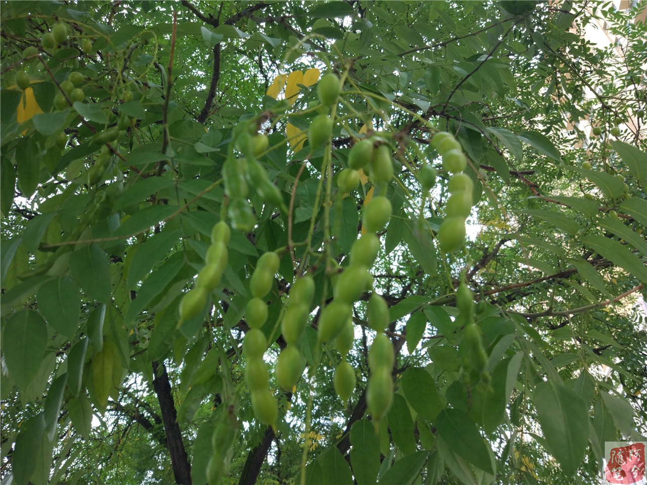 农村最常见的草能止痒,农村常见的止痒植物外用