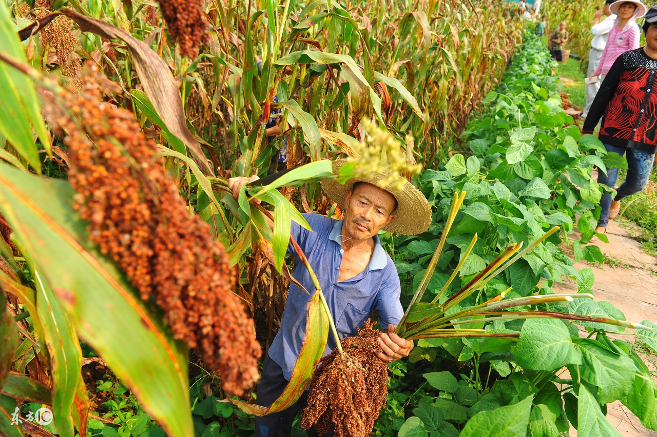 高粱怎么吃最有营养,高粱的营养价值及功效