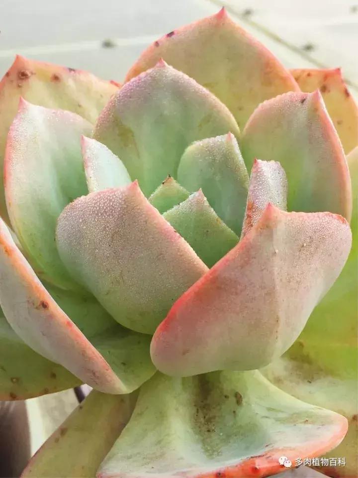 多肉吸收露水会长得更好吗,露养多肉有露水怎么办