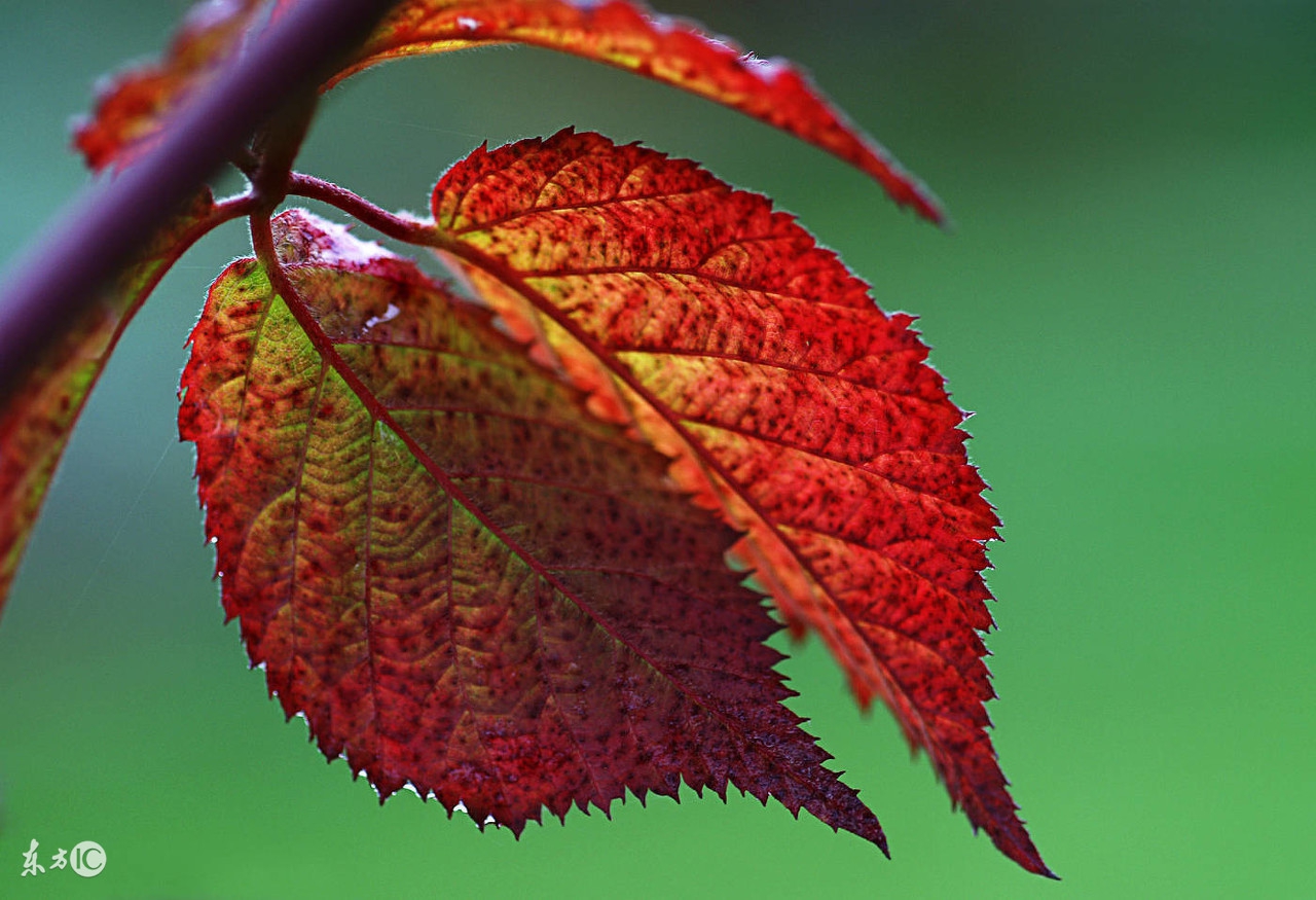 秋分问候祝福语微信,秋分早上好问候图文