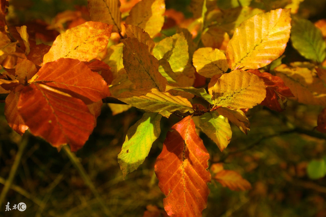 秋分问候祝福语微信,秋分早上好问候图文
