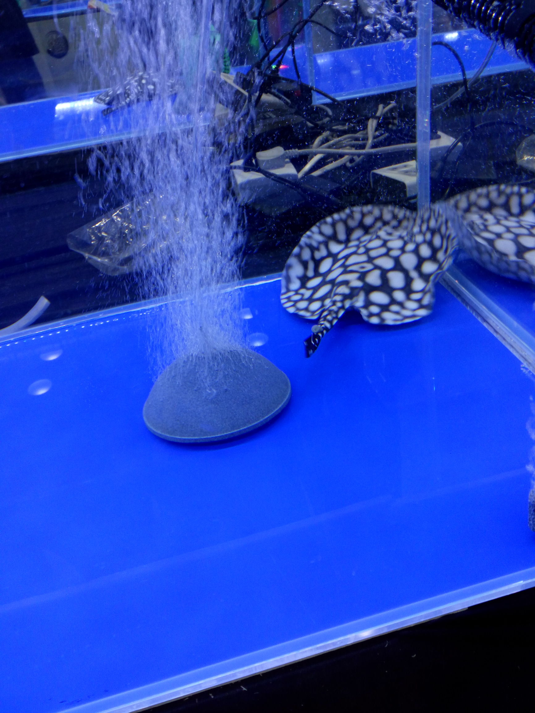 鱼缸买回来不能急着用吗,简单鱼缸买回来怎么安装