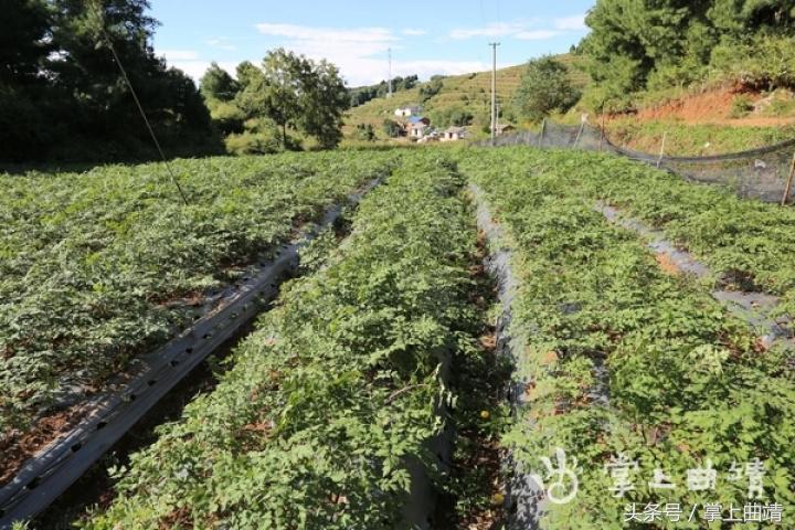 晏廷章:陡红山上种当归