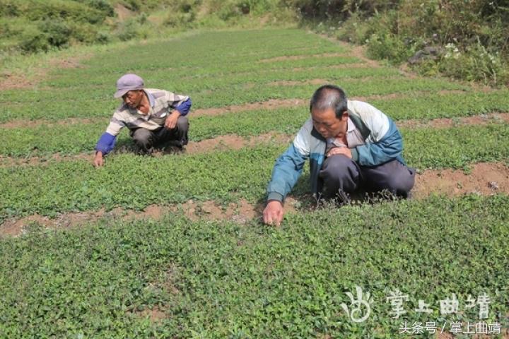 晏廷章:陡红山上种当归