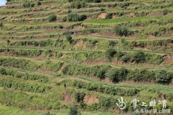 晏廷章:陡红山上种当归