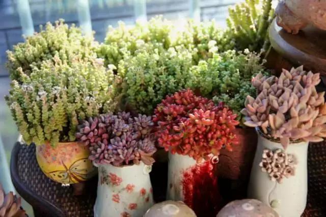 迷人的多肉阳台,韩国主妇阳台