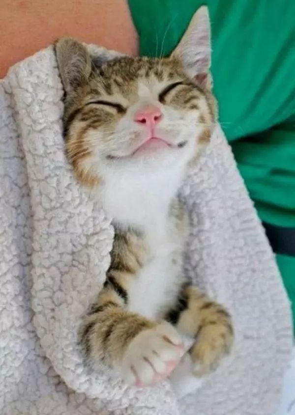 盘点那些笑到笑不出声的猫咪,十六种猫咪