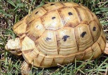 龟开始吃食但又吐出来什么原因,龟为什么会呕吐呢