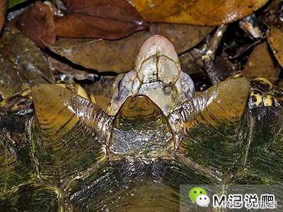 凹甲陆龟的优缺点,凹甲陆龟可以养吗