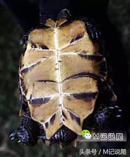 凹甲陆龟的优缺点,凹甲陆龟可以养吗