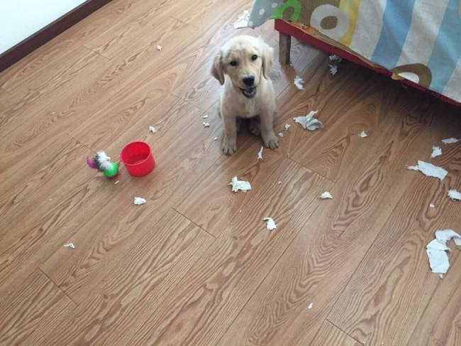在家搞破坏的狗狗,对付狗狗拆家的绝招