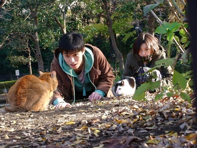 可爱猫咪动画片有哪些,十大可爱的猫咪动画片