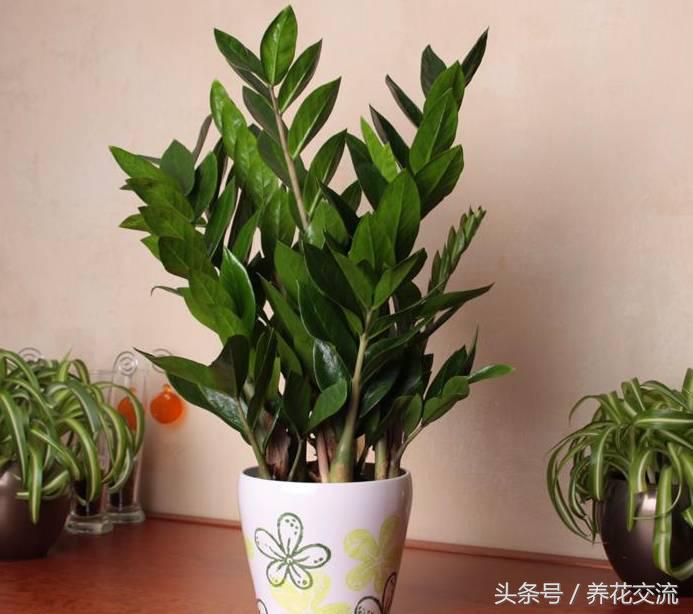 金钱树一年能长几个侧枝,金钱树冬天怎么养枝繁叶茂侧枝多