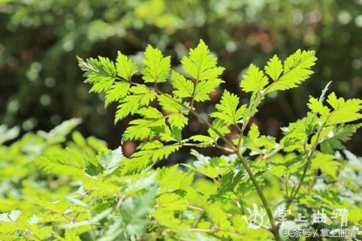 晏廷章:陡红山上种当归