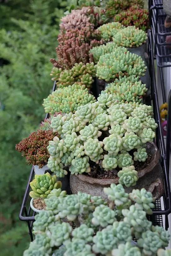 迷人的多肉阳台,韩国主妇阳台