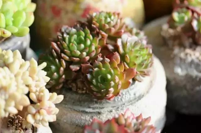 迷人的多肉阳台,韩国主妇阳台