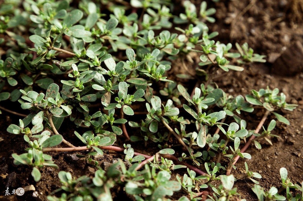 什么野菜可以吃也可入药,常见一种野菜有一定的药用价值