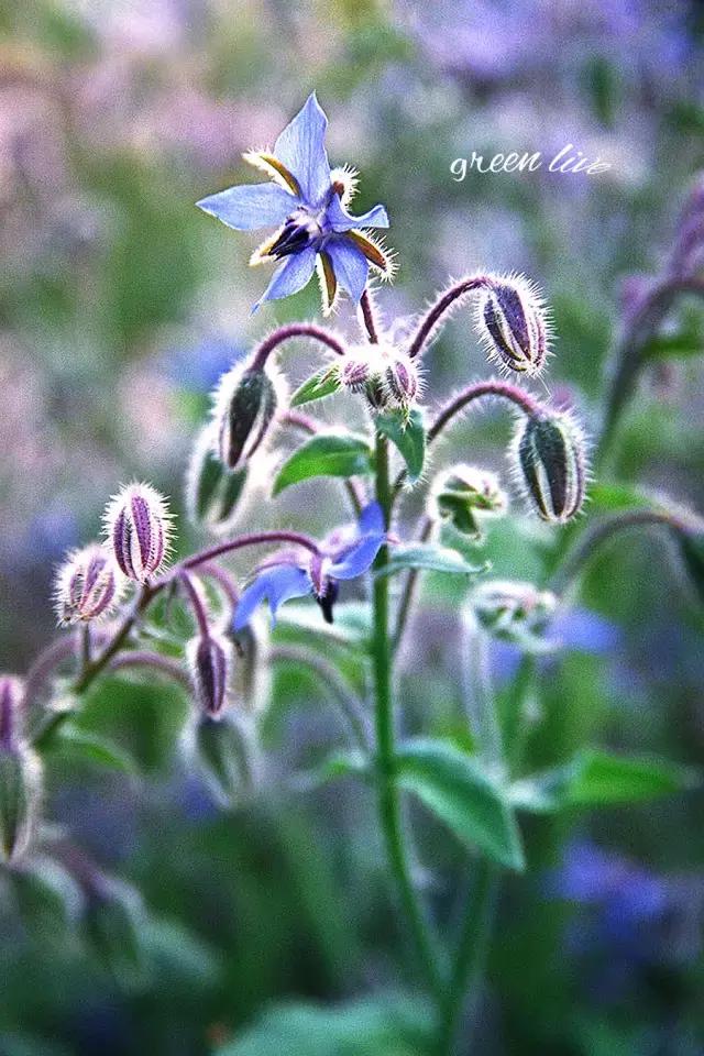 植物如何驱虫比较有效,植物驱虫方法小妙招