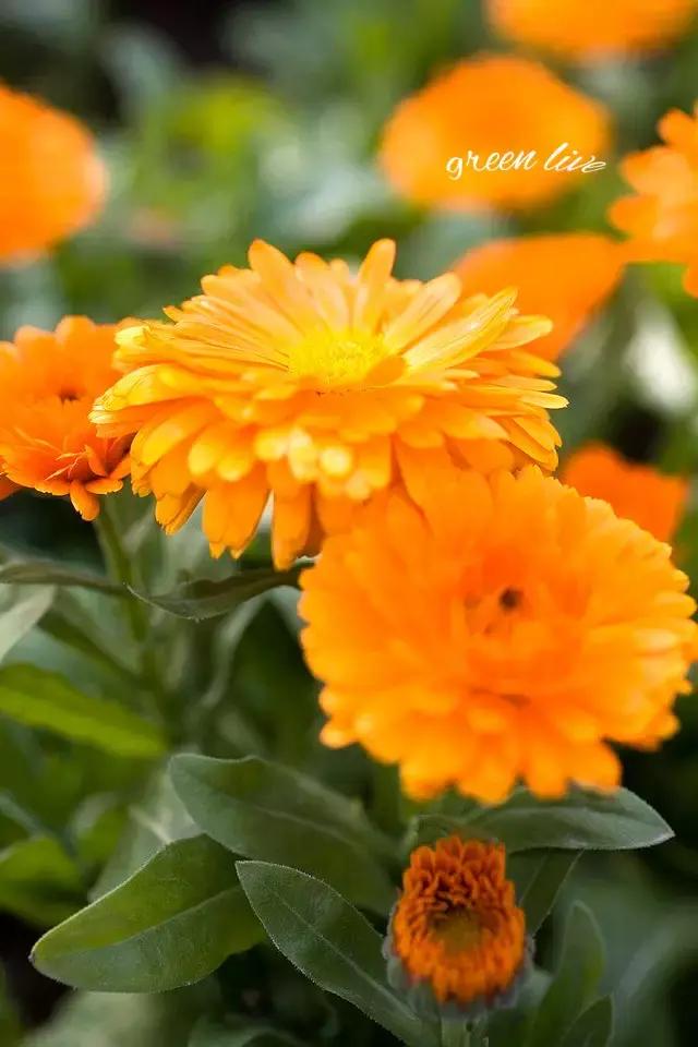 植物如何驱虫比较有效,植物驱虫方法小妙招