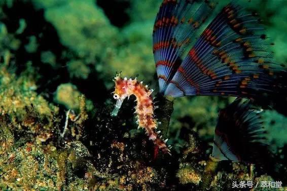 滋补科普：广东和香港人喜欢的“海马”到底是啥？