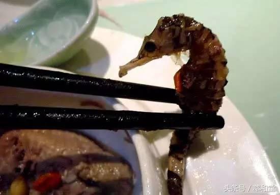 滋补科普：广东和香港人喜欢的“海马”到底是啥？