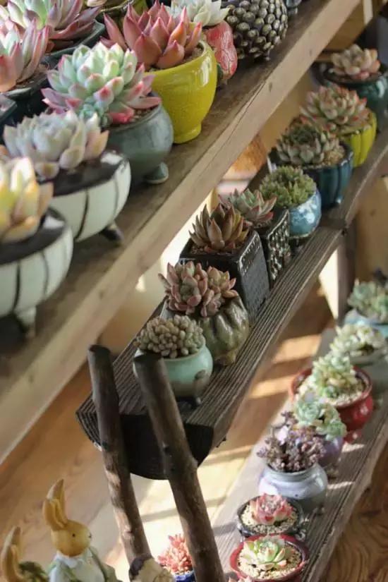 迷人的多肉阳台,韩国主妇阳台