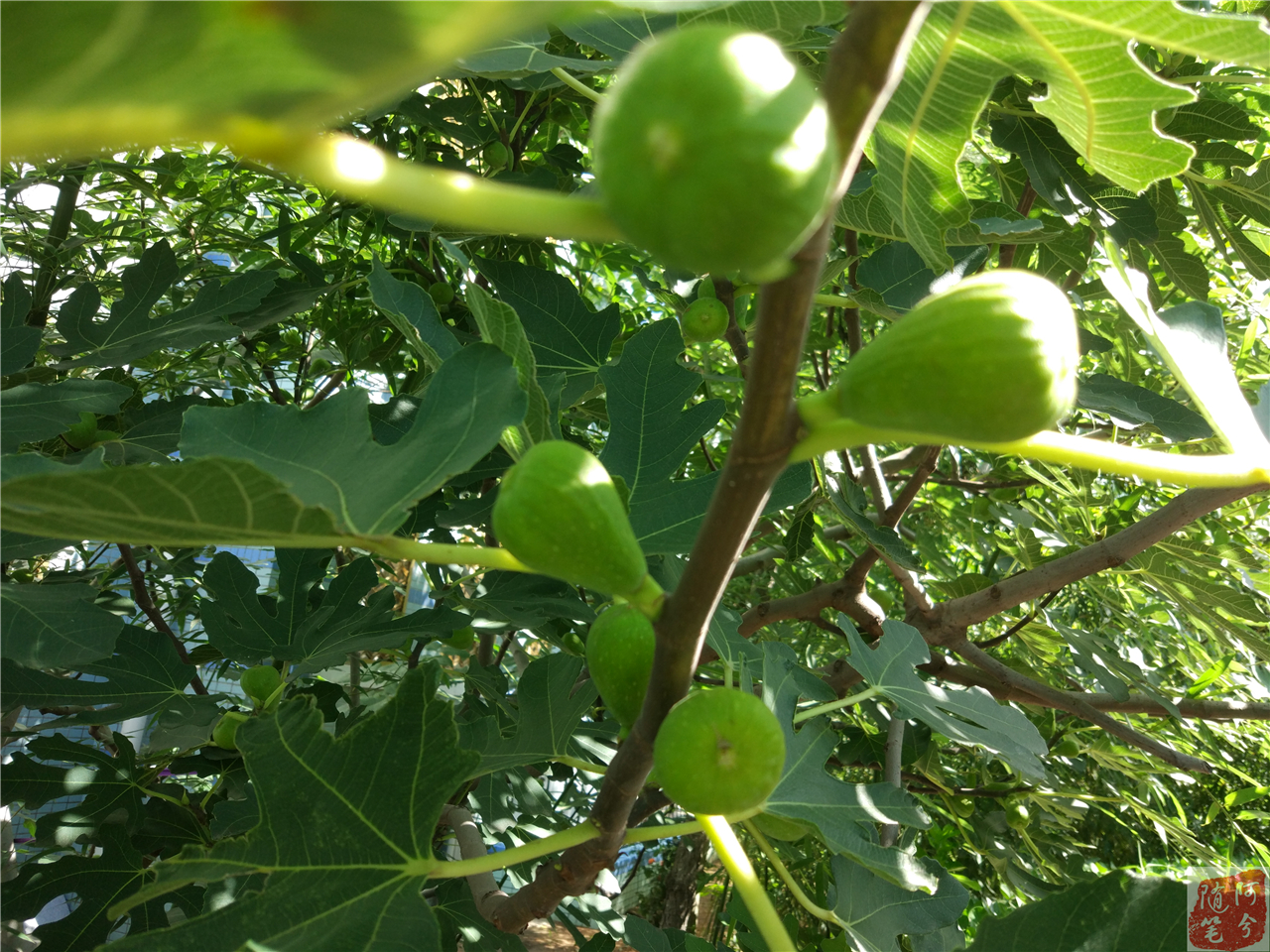 农村最常见的草能止痒,农村常见的止痒植物外用
