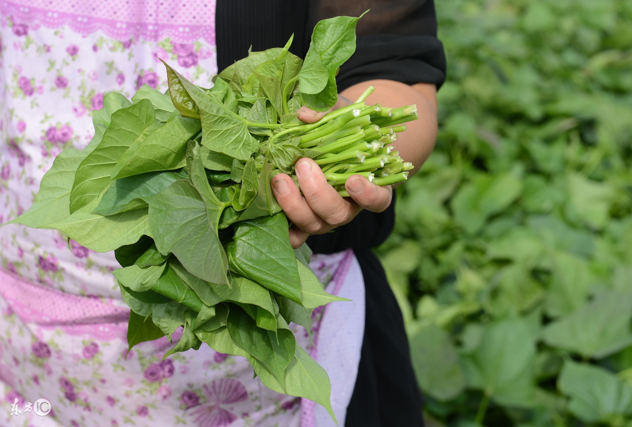 什么野菜可以吃也可入药,常见一种野菜有一定的药用价值