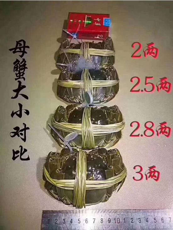 教你4步挑选大闸蟹,一分钟看懂大闸蟹