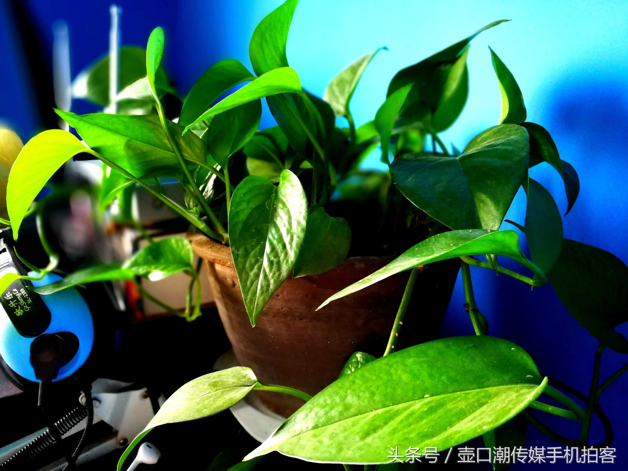 临汾：手机拍拍工作室的花~再好的装修也比不了和大自然和谐相处