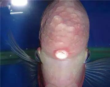 罗汉鱼知识,罗汉鱼的正确分析