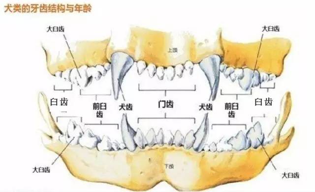 祸黑犬缘为哪般,察端倪智用乳齿