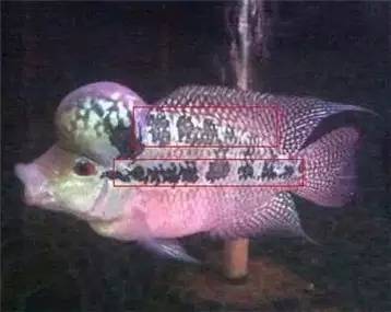 罗汉鱼知识,罗汉鱼的正确分析