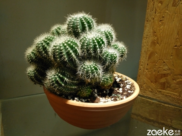 vivoxplay5特殊性能,测评vivoxplay5