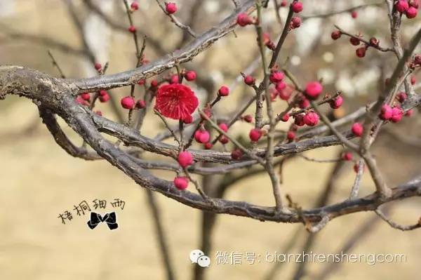 梧桐细雨昔日的钻石披肩----白落梅